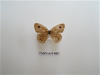 藏品(小波眼蝶)的圖片